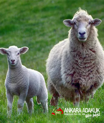 Ankara adaklık Kurban Kübra bekgüz